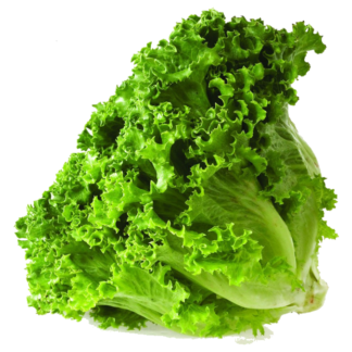 1kg / Lechuga Manteca