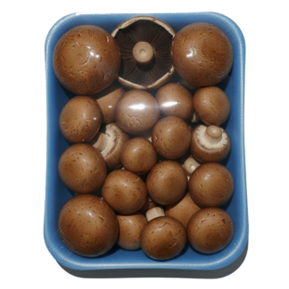 bandeja champy portobello