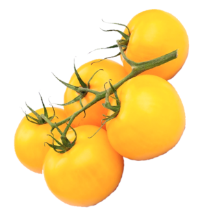 1kg / Tomate cherry amarillo