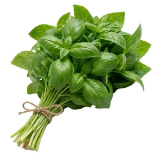 Albahaca