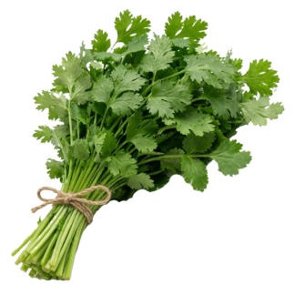 Cilantro