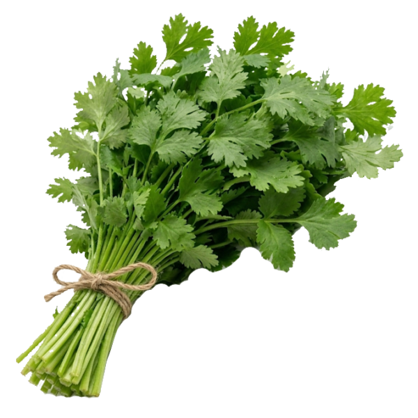 1 Paq. / Cilantro