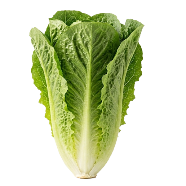 $ 5.000 kg / Lechuga Criolla