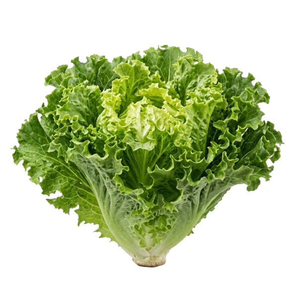 $ 5.000 kg / Lechuga Francesa