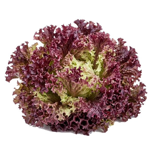 $ 5.000 kg / Lechuga Morada
