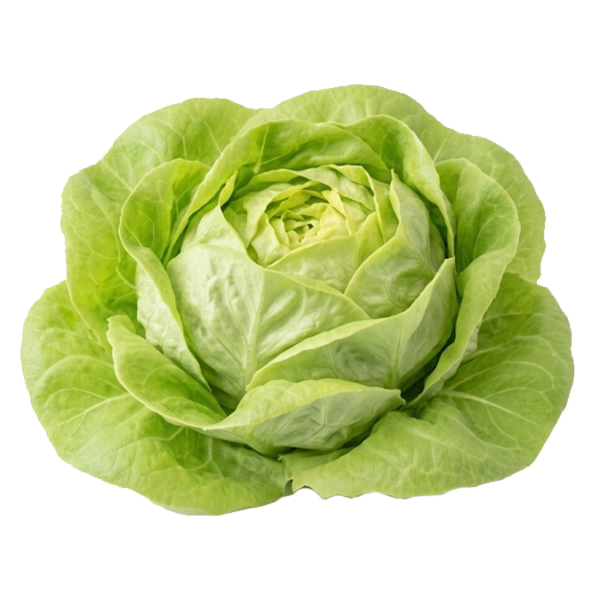 $ 5.000 kg / Lechuga Manteca