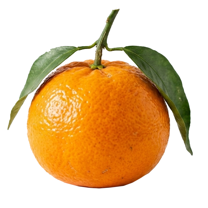 $ 1.200 kg / Mandarina Ellendale: imagen 1