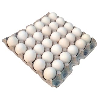 Maple de huevo blanco