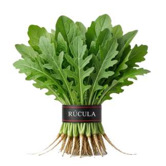 Rucula